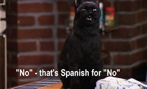 The 40 Greatest Things Ever Said By Salem The Cat Artofit