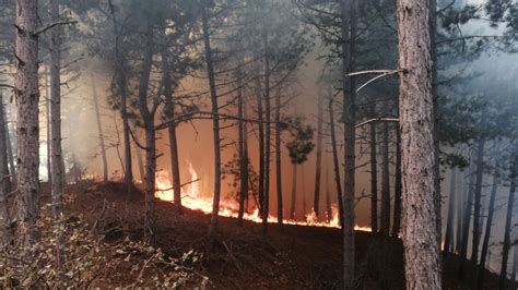 Son dakika İzmir in Ödemiş ilçesinde orman yangını çıktı