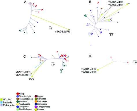 Horizontally Transferred Genes Phylogenetic Analysis Unrooted Trees