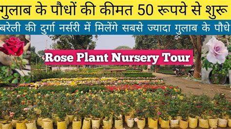 Rose Plant Nursery Visitplant Nursery Visitnursery Visitwholesale