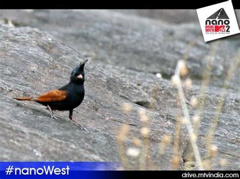 Beautiful Bird At Akola Beautiful Birds Bird Animals