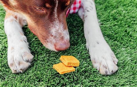 Peanut Butter & Pumpkin Grain Free Dog Treats Recipe | Bone Appetreat