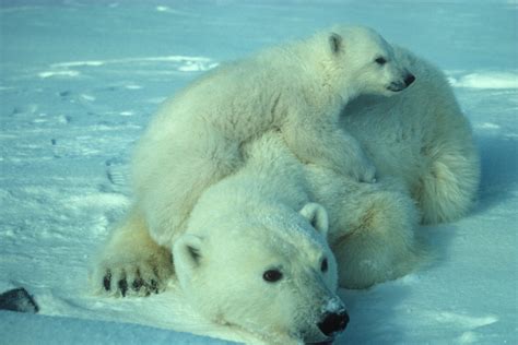 12 Polar Bear Adaptations (That Keep them Alive!) – Fauna Facts