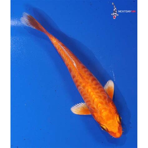 5 Imported Armor Scaled Orenji Ogon Koi Fish For Sale