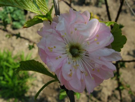 Migdałek trójklapowy Prunus triloba wymagania uprawa cięcie