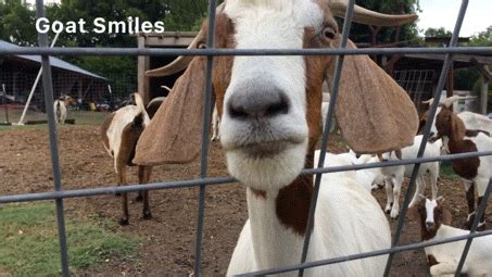 Goat Smile Showing Teeth GIF - Goat smile Smile Showing teeth ...