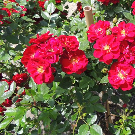 Bodendeckerrose Red Fairy Rosa Bd Red Fairy Zulauf Gartencenter