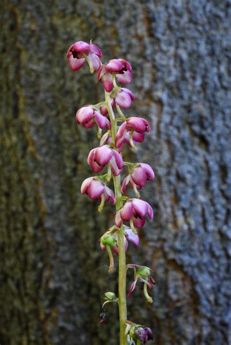 Pyrola Asarifolia Calflora