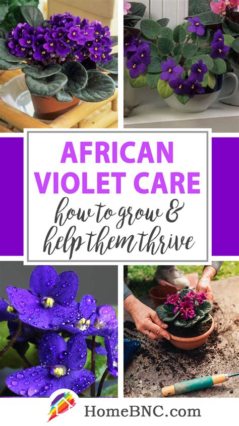 African Violet Care – How to Plant, Grow and Help Them Thrive