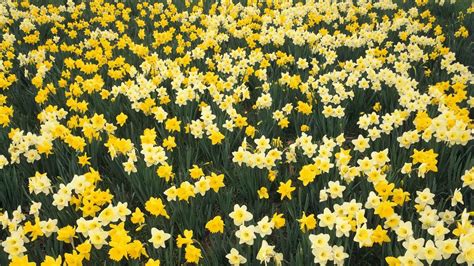 Yellow Daffodil flower field at daytime HD wallpaper | Wallpaper Flare