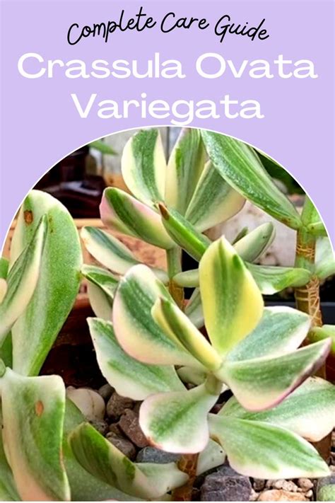 Complete Care Guide Crassula Ovata Variegata Jade Plants Jade