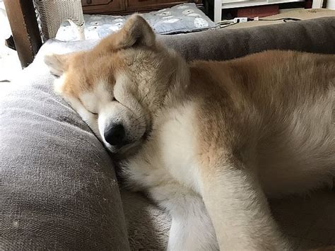 まぶたが縦に顔がつぶれた秋田犬のシュールな寝姿が話題に ライブドアニュース