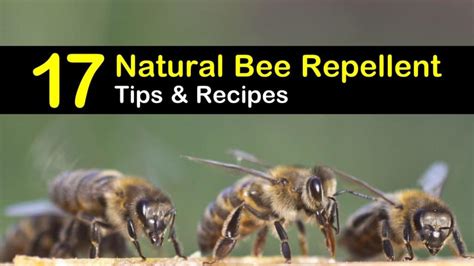 Keeping Bees Away 17 Natural Bee Repellent Tips And Recipes