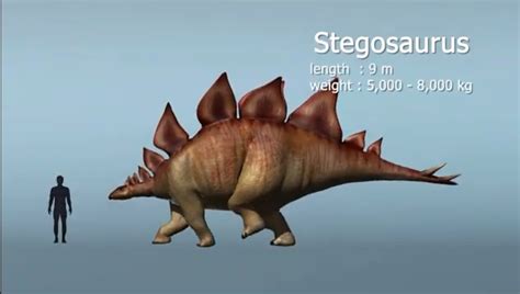 stegosaurus size comparison human dino master    deviantart