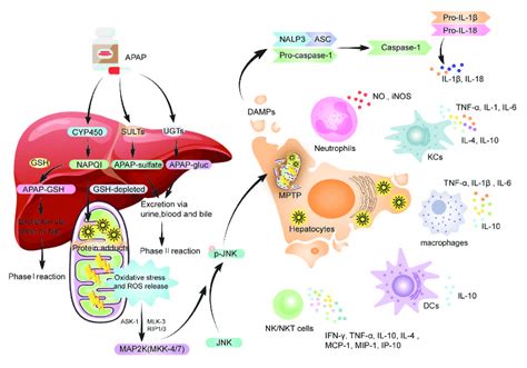 The Metabolism Of Apap And The Role Of Innate Immune Response In Aili