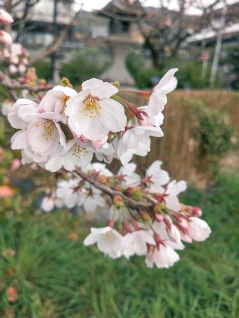 Hermosas Flores De Cerezo Rosa Sakura Que Florecen En El Jard N En