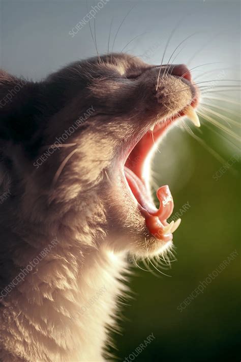 Yawning Cat