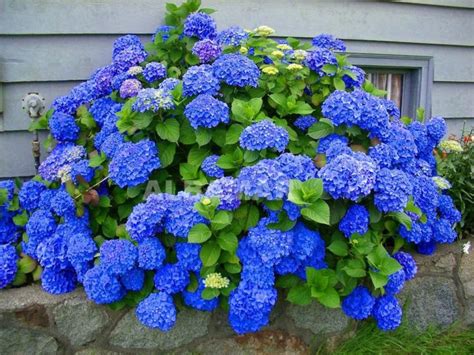 Hydrangea Macrophylla Early Blue ® Pépinières Le Lestin