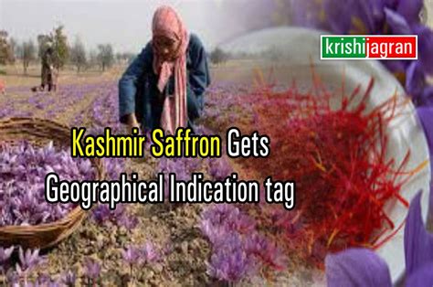 Kashmiri Saffron Gets GI Tag