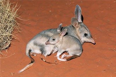 Endangered Species Spotlight: Bilby! | Featured Creature