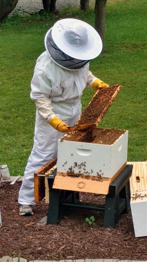 Hive Inspections And Recordkeeping Perfectbee