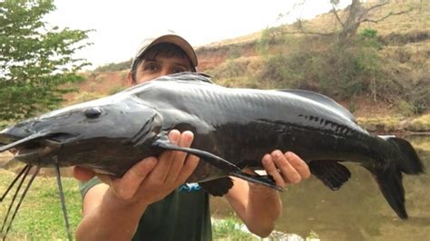 Peixes de Água Doce Os Melhores para Pesca Esportiva