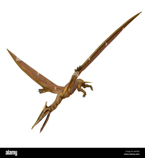 Quetzalcoatlus Northropi Hi Res Stock Photography And Images Alamy