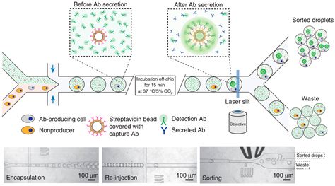 Molecules Free Full Text Development Of Droplet Microfluidics