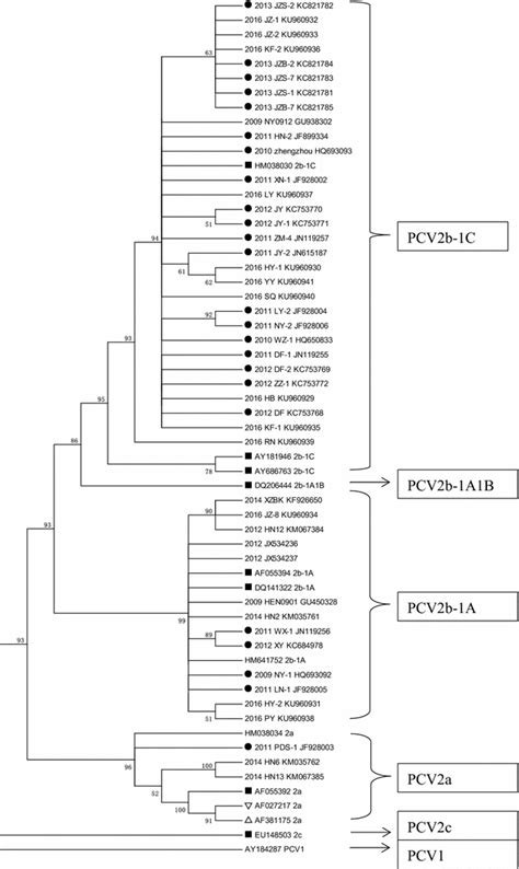 Phylogenetic Analysis Based On The ORF2 Genes Of The PCV2 Strains