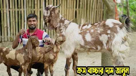 ক্রস বাচ্চা ও বড় ছাগল । তোতাপুরী পাঠার দাম জানুন নাটোরের মখলেছ ভাই