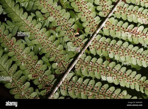 Fern Spores High Resolution Stock Photography and Images - Alamy