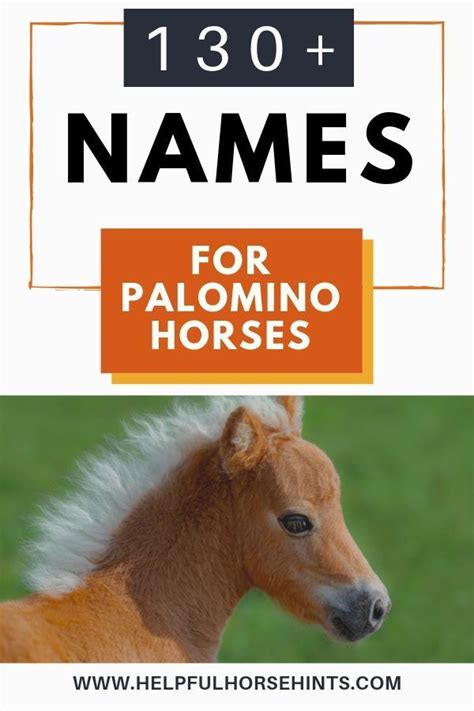 Palomino horse breeds colors and genetics – Artofit