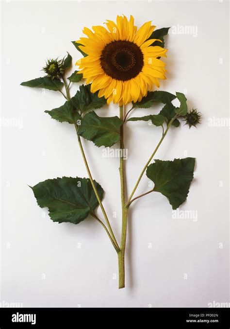 Stem of sunflower, front view Stock Photo - Alamy