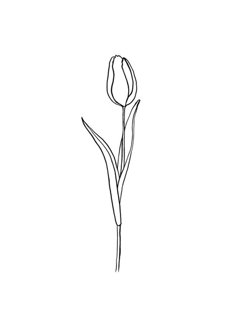 Tulip Line Drawing