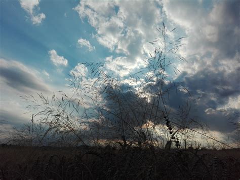 Free Images Landscape Tree Nature Grass Branch Cloud Sky