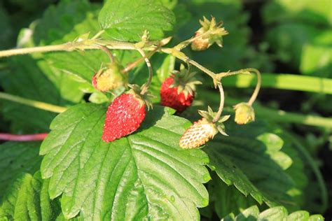 Coltivare Fragole Orto In Balcone Come Coltivare Le Fragole