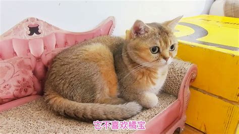 捡来的小橘猫第二次到大猫房间，又贱又痞，跟原住猫互打一点不惧 Youtube