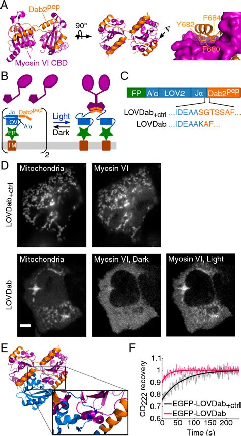 Figure 1 From Investigations Of Human Myosin VI Targeting Using