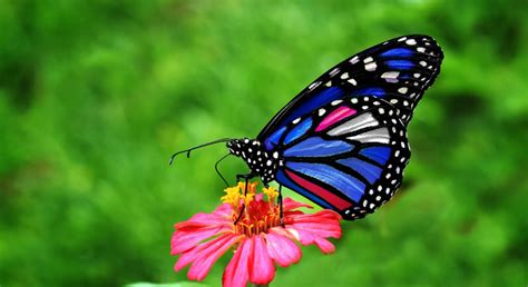 Best Garden Tips To Attract Butterflies Empire Pest Control London