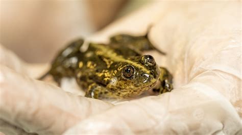 La Ranita De Valcheta Una Especie 100 Rionegrina En Plena