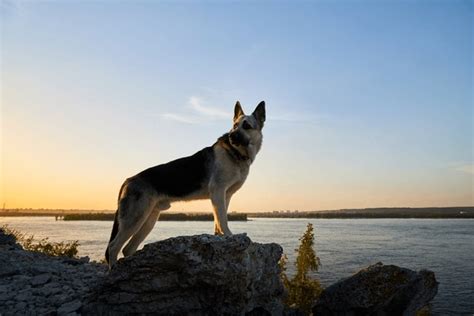 Dog On Rock River Royalty-Free Images, Stock Photos & Pictures ...