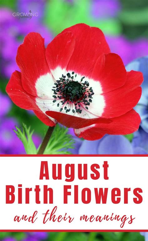 August birth flower: Gladiolus & Poppy - Growing Family