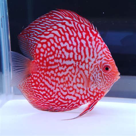 Aquarium Central Discus Blue Leopard Discus Symphysodon Sp 12