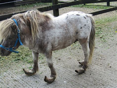 One Of The Worst Cases Ive Seen Ispca Rescue Shetland Pony With