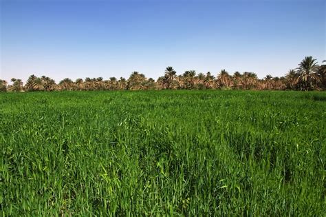 Premium Photo Rice In The Small Village On Nile River Sudan