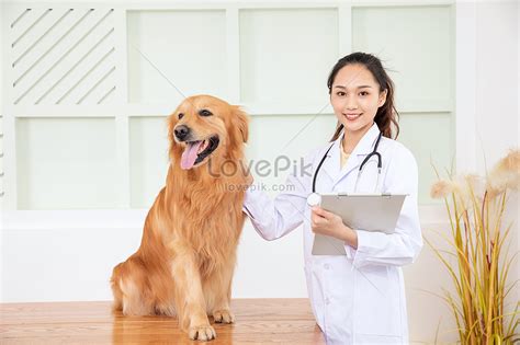 Pet Hospital Veterinarians Do Physical Examination Picture And Hd