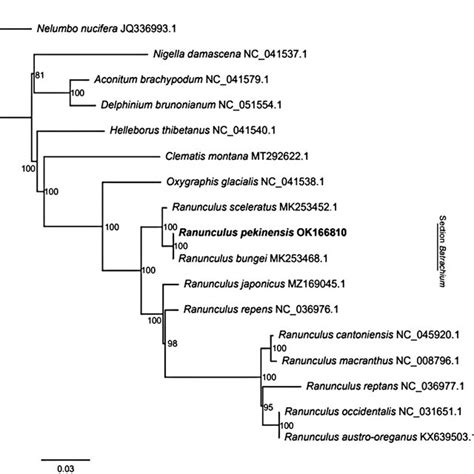 Phylogram Of Maximum Likelihood Analysis Of Species Based On