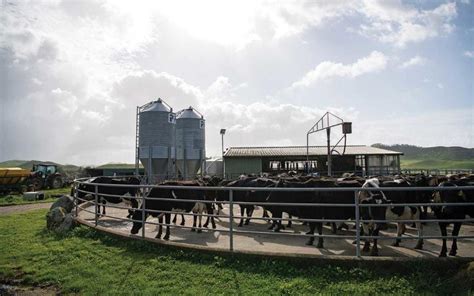 impact   month calving intervals   zealand dairy farms
