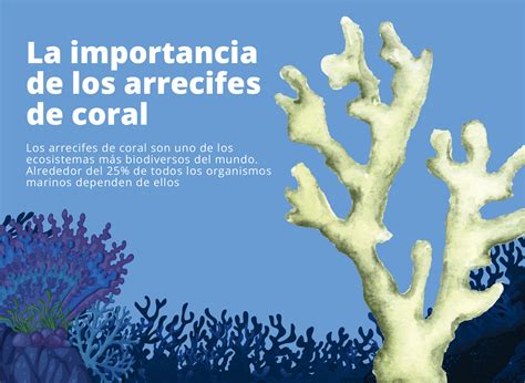 La Importancia De Los Arrecifes De Coral Fundación Aquae