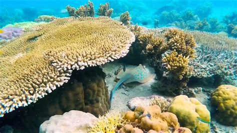 Coral Vita Growing Coral To Restore Dying Reefs Youtube